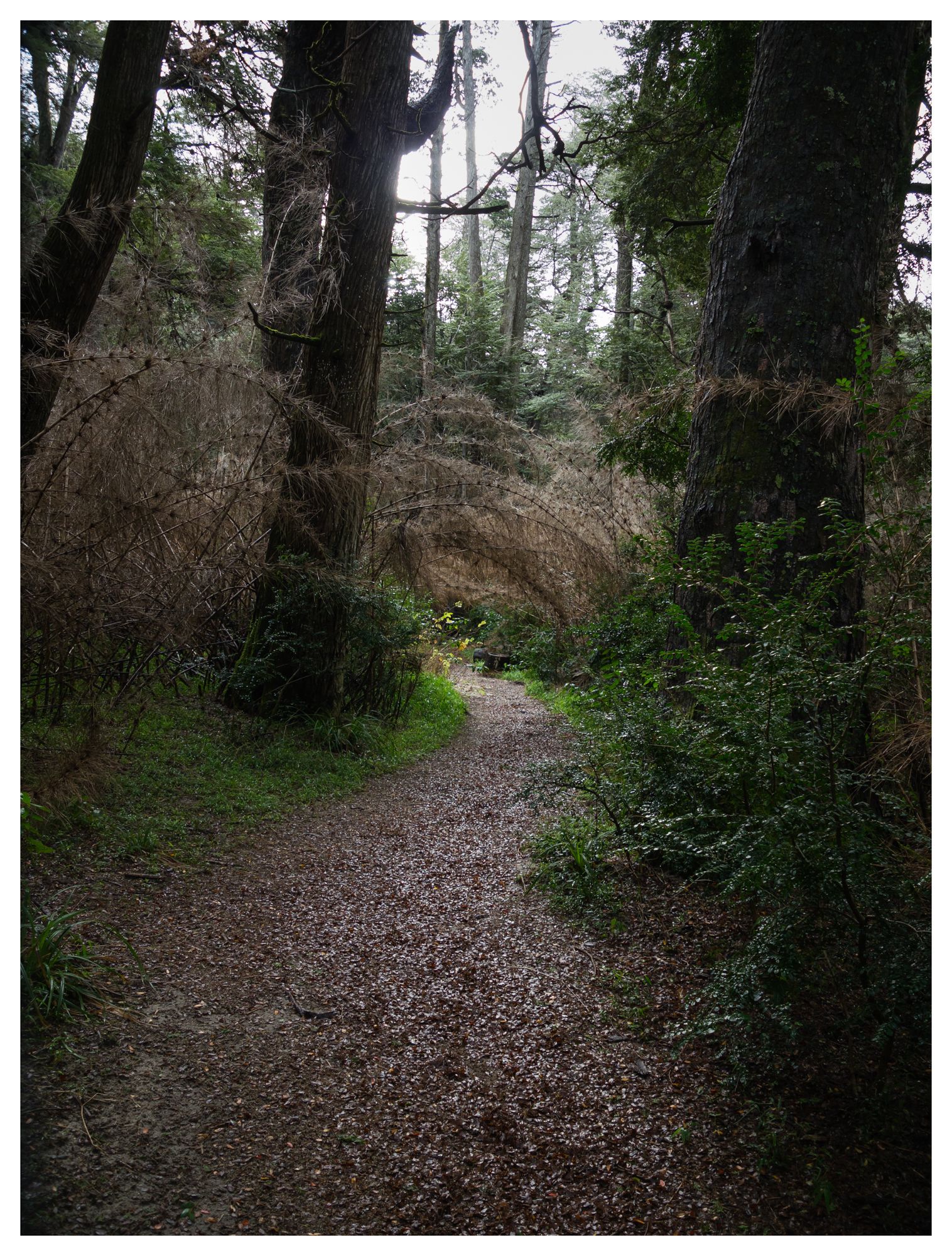 Cañón del Río Azul #17