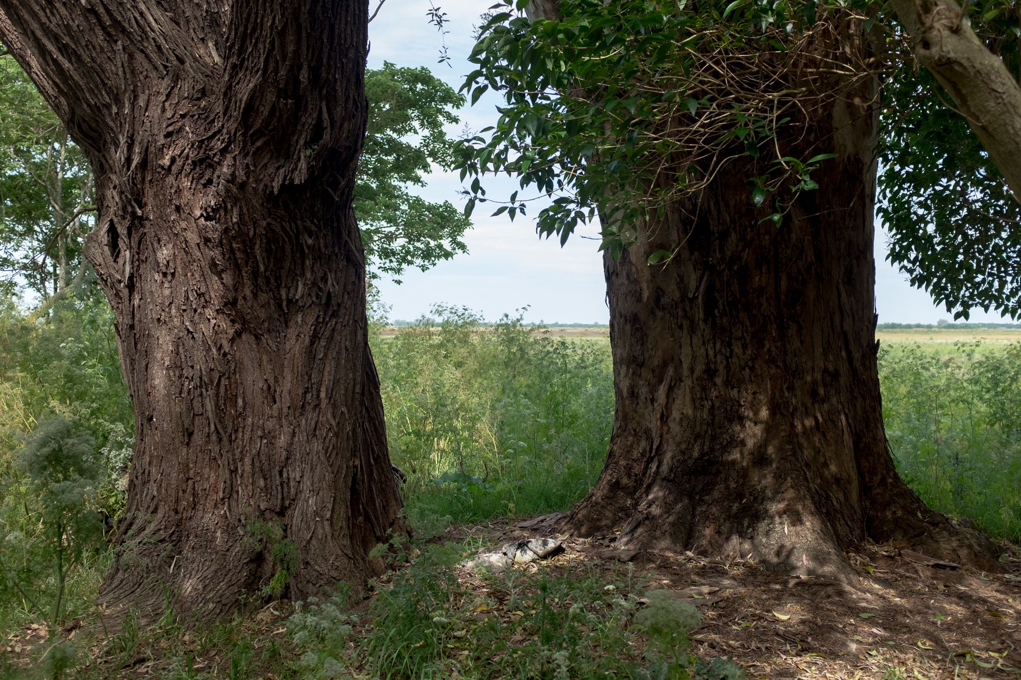 Gobernador Ugarte, Buenos Aires #04